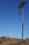 Lone tall pine tree against the Olsztyn Radio Mast in the background