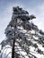 A lone tall pine tree in winter on a day. Its spreading evergreen branches are covered with snow