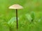 Lone Tan Capped Mushroom On Grass