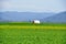 A lone tent within mustard fields in Kangra Valley, Himachal Pradesh, India