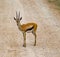 Lone Thomson Gazelle standing on a dirt track Amboseli National Park Kenya Africa