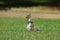 Lone thoughtful squirrel looking left on top of green grass in the park