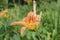 Lone Tiger Lily with Grass Background