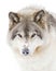 A lone Timber wolf or grey wolf (Canis lupus) isolated against a white background walking in the winter snow in Canada