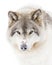 A lone Timber wolf or grey wolf (Canis lupus) isolated against a white background walking in the winter snow in Canada