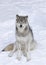 Lone Timber wolf or Grey Wolf Canis lupus isolated on white background sitting in the winter snow in Canada