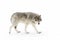 A lone Timber wolf or Grey Wolf (Canis lupus) isolated on white background walking in the winter snow in Canada