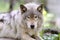 A lone Timber wolf or grey wolf (Canis lupus) sitting down in the autumn forest in Canada