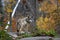 A lone Timber wolf or grey wolf (Canis lupus) standing on a rocky cliff looking back in autumn in Canada