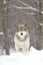 A lone Timber wolf or grey wolf (Canis lupus) standing in a snow covered field in Canada