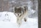 A lone Timber wolf or grey wolf (Canis lupus) walking in the winter snow in Canada