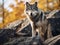 A lone Timber wolf or grey wolf on a rocky cliff on an autumn day in