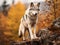 A lone Timber wolf or grey wolf on a rocky cliff on an autumn day in