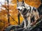 A lone Timber wolf or grey wolf on a rocky cliff on an autumn day in