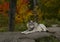 A lone Timber wolf or Grey Wolf sitting on a rocky cliff on an autumn rainy day in Canada