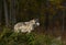 A lone Timber wolf or Grey Wolf standing on a rocky cliff on an autumn rainy day in Canada