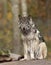 A lone Timber wolf or Grey Wolf standing on a rocky cliff on an autumn rainy day in Canada