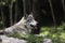 A lone timber wolf resting in a shaded area