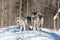 A lone Timber Wolf in the winter