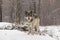 Lone timber wolf in a winter scene