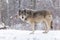 Lone timber wolf in a winter scene