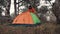 A lone tourist traveling through the pine forest sets up a tent for the night