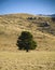 Lone Tree