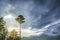 A lone tree against a dark blue sky. symbol of loneliness. landscape nature, copy space