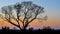 Lone tree against the sunset in Livingstone, Zambia