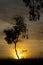 A lone tree is backlit by a glowing sunrise at Wooragee