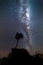 Lone tree bristling in the night breeze under a milky way sky