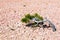 Lone Tree in Bryce Canyon