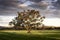 A lone tree catches the afternoon sun in a field of cows in the mid west of New South Wales, Australia.
