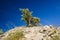 Lone tree in the center point, Stony sea shore in Gotland Sweden