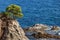 Lone Tree on a Cliff at Mediterranean Sea