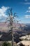 a lone tree on a cliff top overlooks a vast canyon