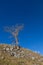 Lone tree clinging to the hillside against a clear blue sky