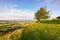 Lone Tree at Coaley Peak