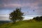 Lone Tree at Coaley Peak