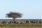 Lone tree in a coastal grassland