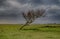 Lone Tree on coastal marsh in Lincolnshire