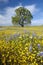 Lone tree and colorful bouquet of spring flowers blossoming off Route 58 on Shell Creek road, West of Bakersfield in CA