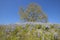 Lone tree and colorful bouquet of spring flowers and purple lupine blossoming off Route 58 on Shell Creek road, West of