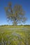 Lone tree and colorful bouquet of spring flowers and purple lupine blossoming off Route 58 on Shell Creek road, West of