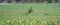 Lone tree in a corn field