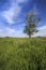 Lone tree in countryside field