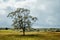 A lone tree in the County Durham countryside on a summer day with green rolling hills and dramatic clouds