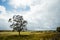 A lone tree in the County Durham countryside on a summer day with green rolling hills and dramatic clouds