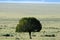 Lone tree in desert landscape