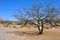 Lone Tree - Desert Terrain Mountain Rocks against a bright Blue Cloudless Sky